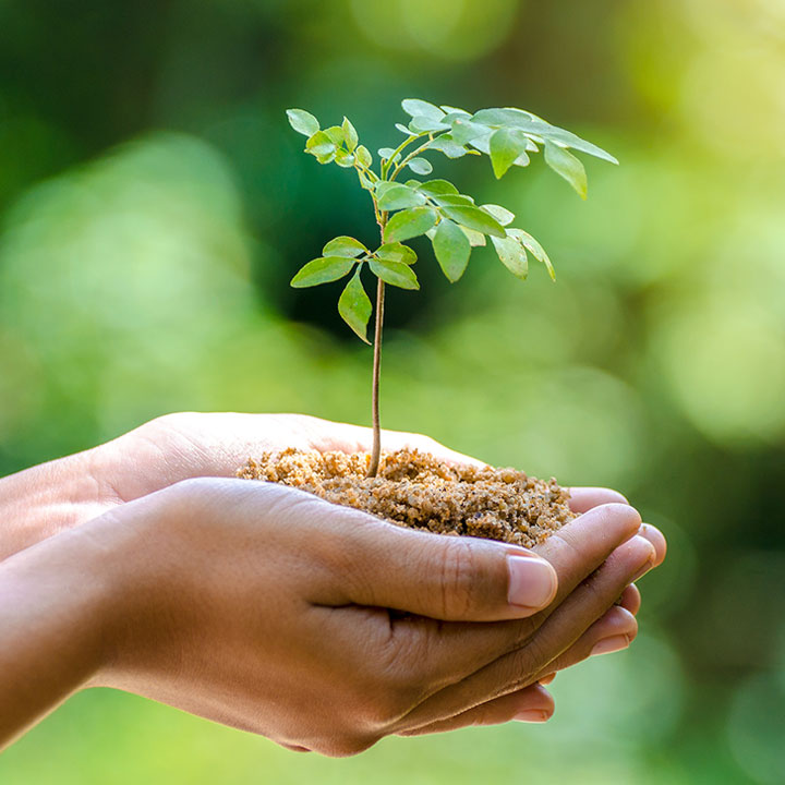 Maplebeck Tree Care Maplebeck Tree Care